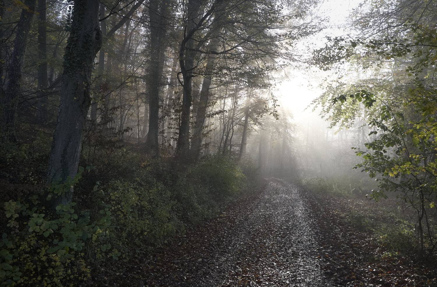 Where Light Enters the Forest Sigitas Baltramaitis