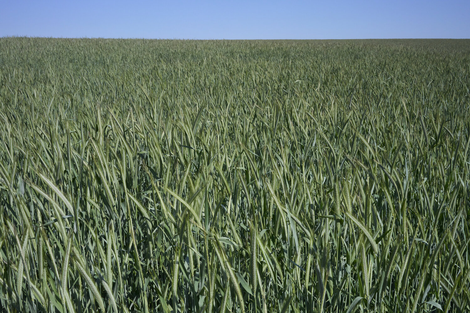 Green Horizon Sigitas Baltramaitis