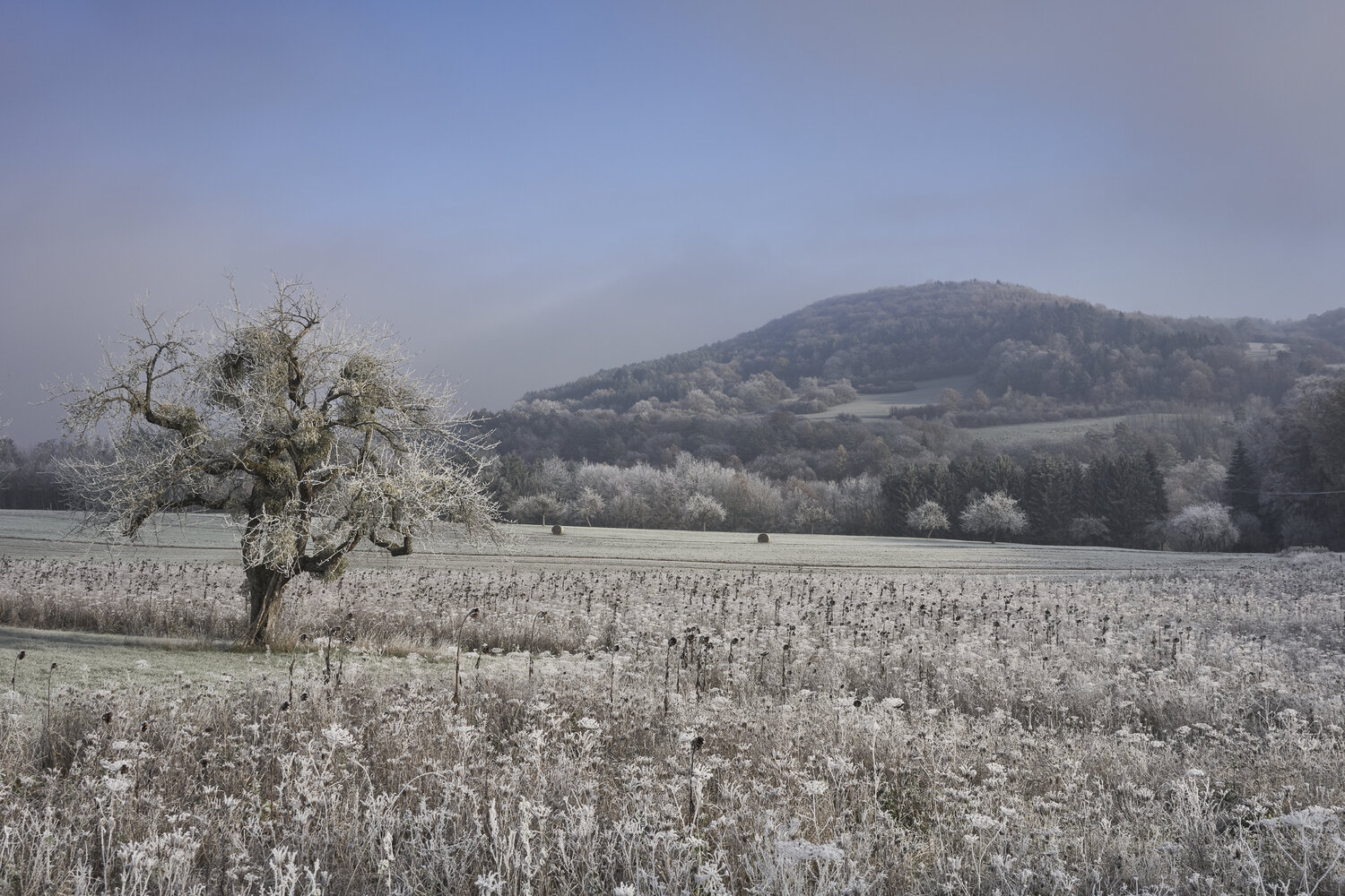 Winter Field, Fellerich Sigitas Baltramaitis Fotografie zu verkaufen