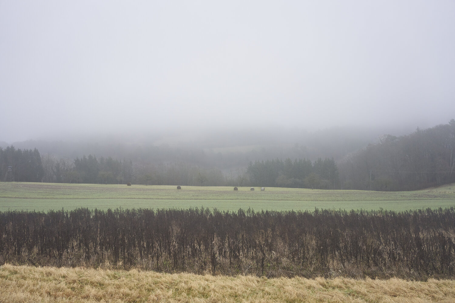 Field in Mist, Fellerich Sigitas Baltramaitis Fotografie zu verkaufen