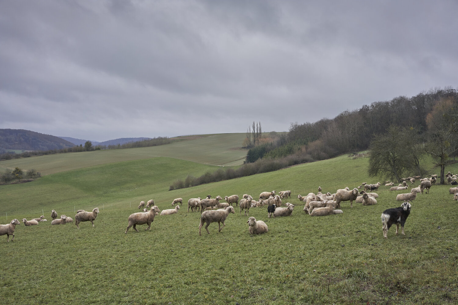 Flock on the Hillside, Fellerich Sigitas Baltramaitis Fotografie zu verkaufen