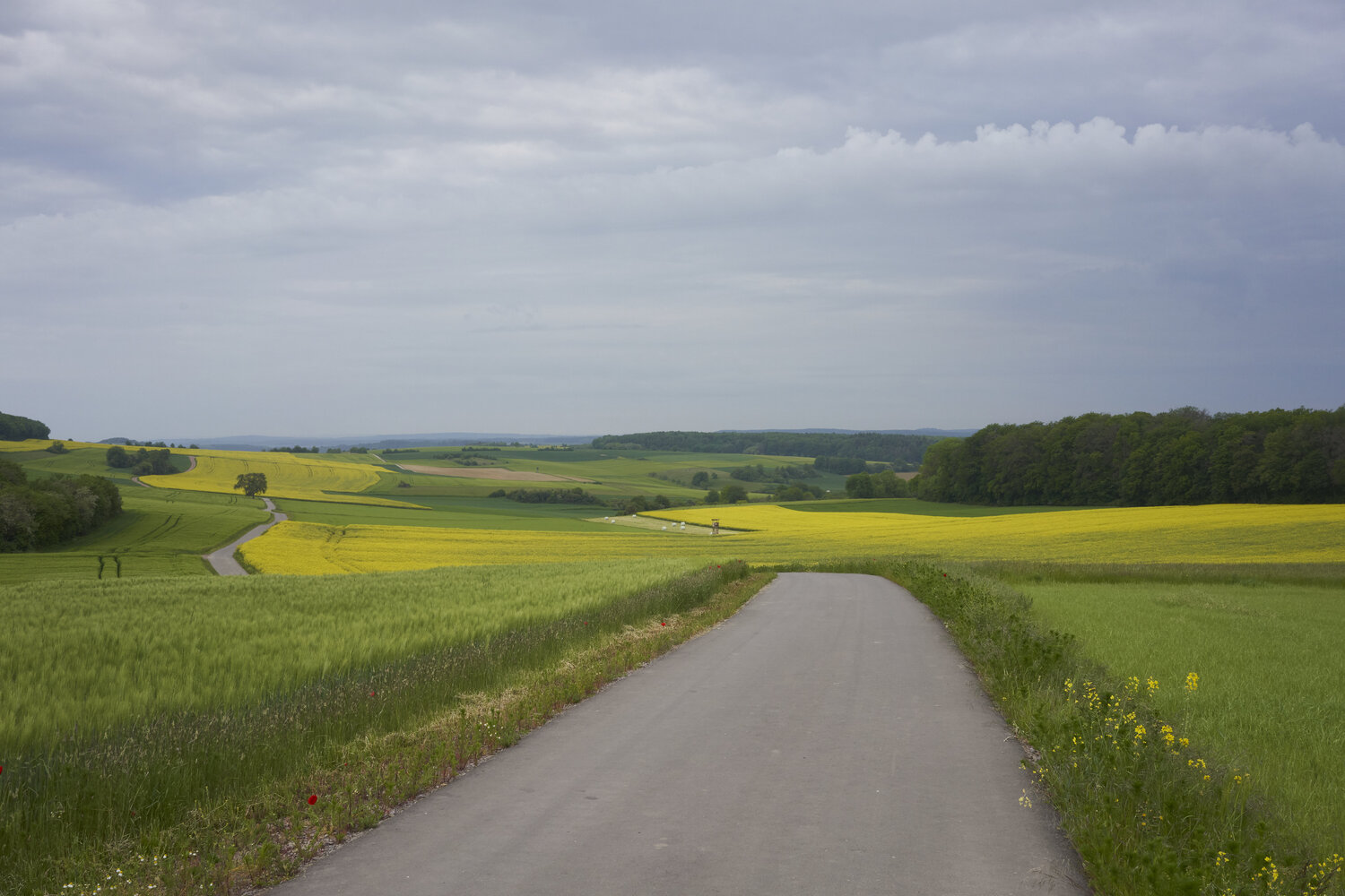 Road Through Yellow Fields Sigitas Baltramaitis