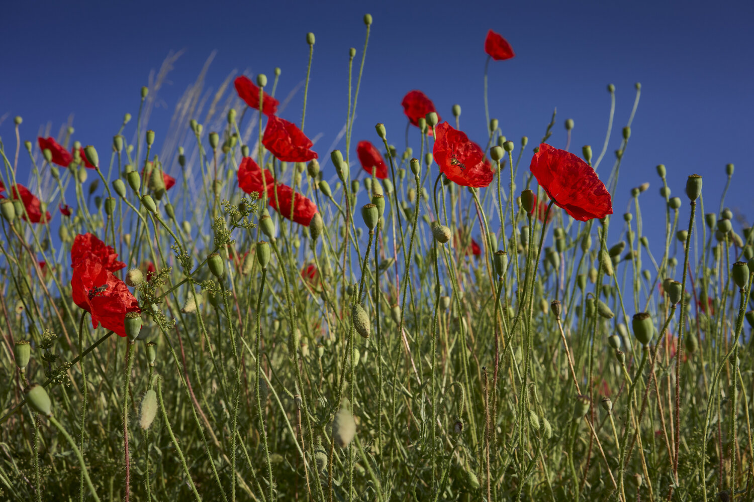 Summer Chorus Sigitas Baltramaitis Photography for sale