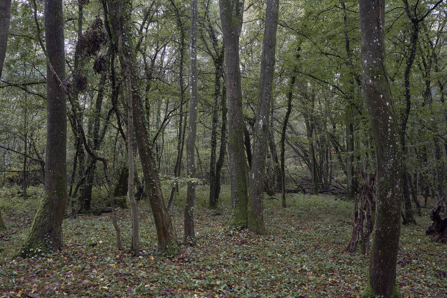 Forest_3041 Sigitas Baltramaitis Fotografie te koop