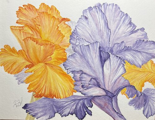A Couple of Iris John Hazel