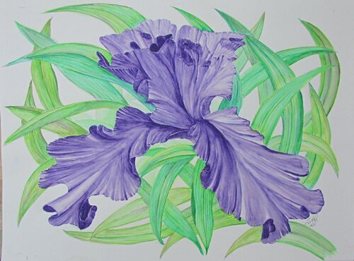 Purple Iris von John Hazel, Werk auf Papier kaufen auf Singulart
