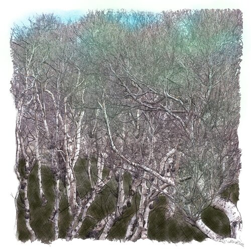 "Birkenwald" van Ari Nahor, Digitaal te koop op Singulart
