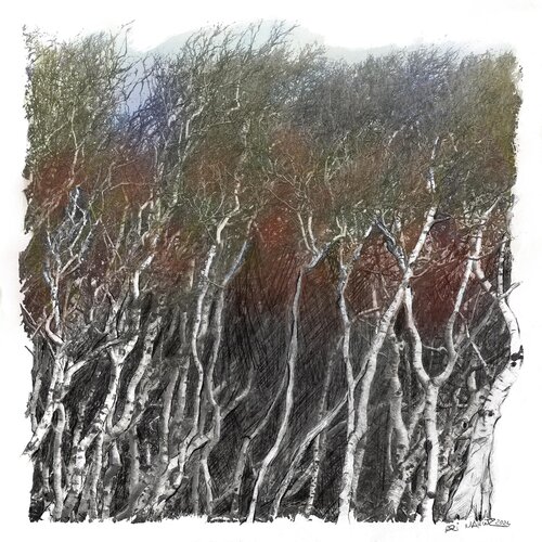 "Birkenwald 2" van Ari Nahor, Digitaal te koop op Singulart