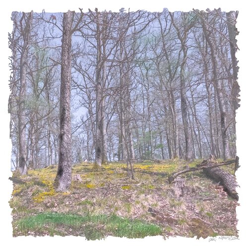 "Printemps" van Ari Nahor, Digitaal te koop op Singulart