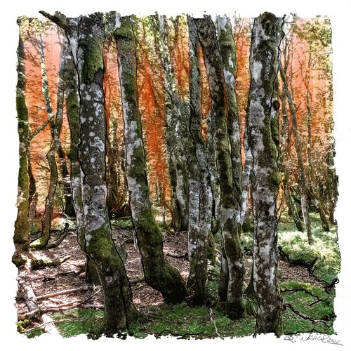 "Forêt Lumineuse" van Ari Nahor, Digitaal te koop op Singulart