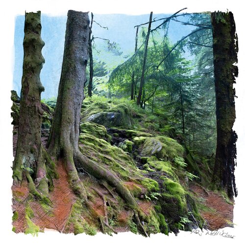 "Schwarzwald" by Ari Nahor, 디지털 for Sale on Singulart