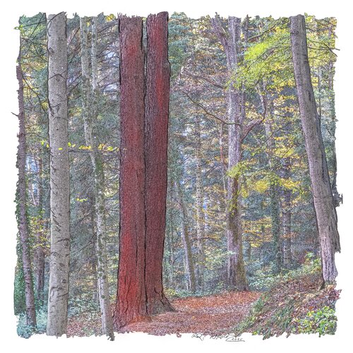 "L´ automne en Forêt-Noire" van Ari Nahor, Digitaal te koop op Singulart