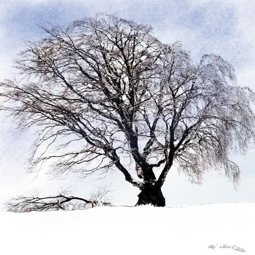 "Alter Baum im Schnee" van Ari Nahor, Digitaal te koop op Singulart