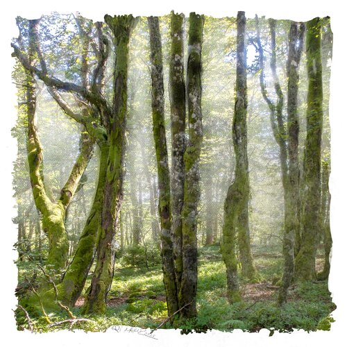 "Wald im Morgenlicht" van Ari Nahor, Digitaal te koop op Singulart