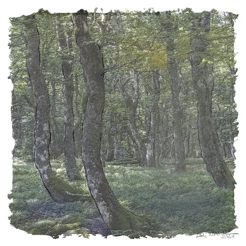 "Forêt des Vosges" van Ari Nahor, Digitaal te koop op Singulart