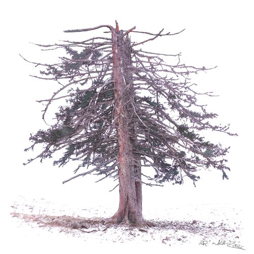 "Alte Tanne" par Ari Nahor, Digital en vente sur Singulart