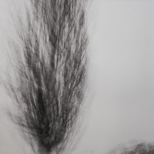 Baum van Ari Nahor, Fotografie te koop op Singulart