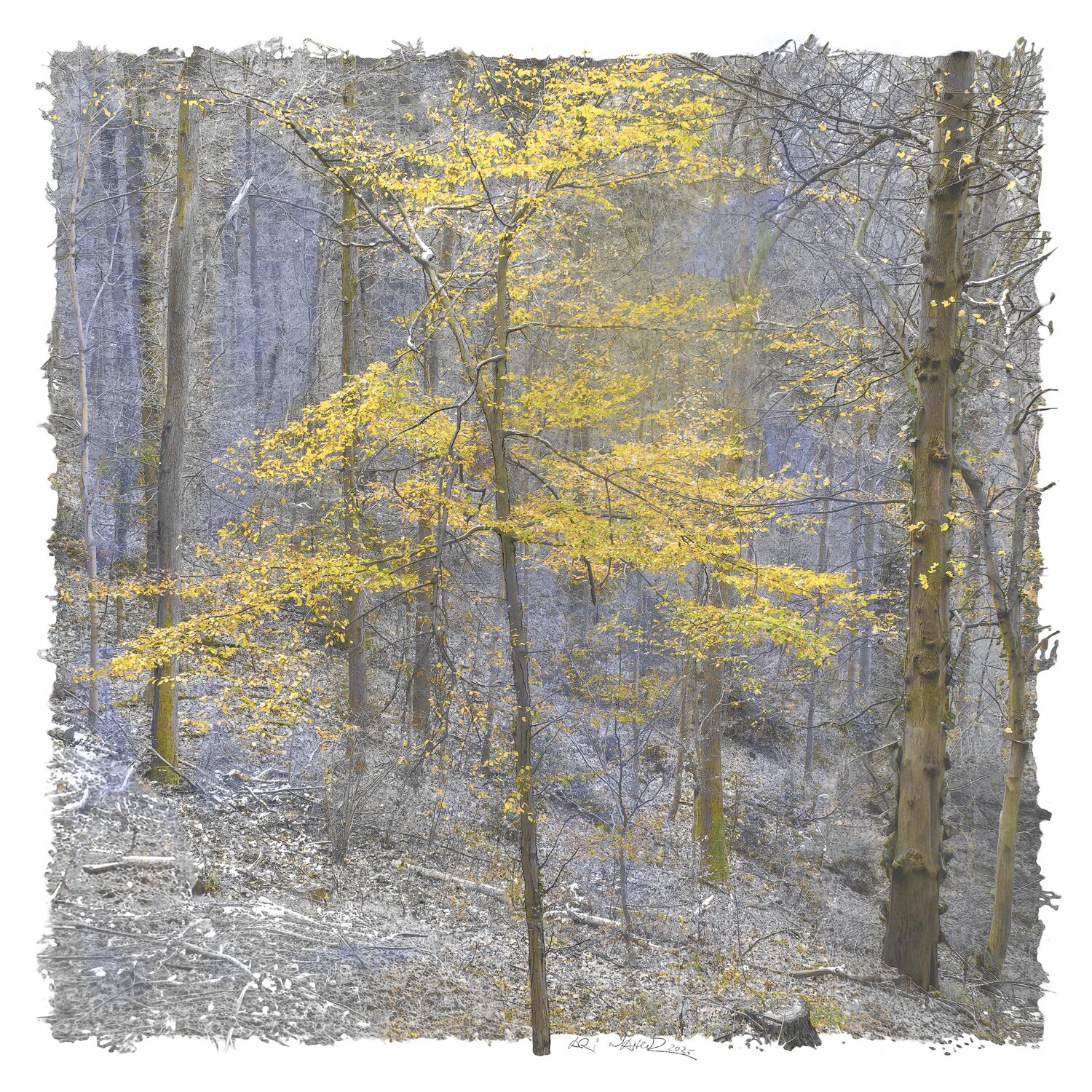 "Der letzte Herbstbaum" Ari Nahor
