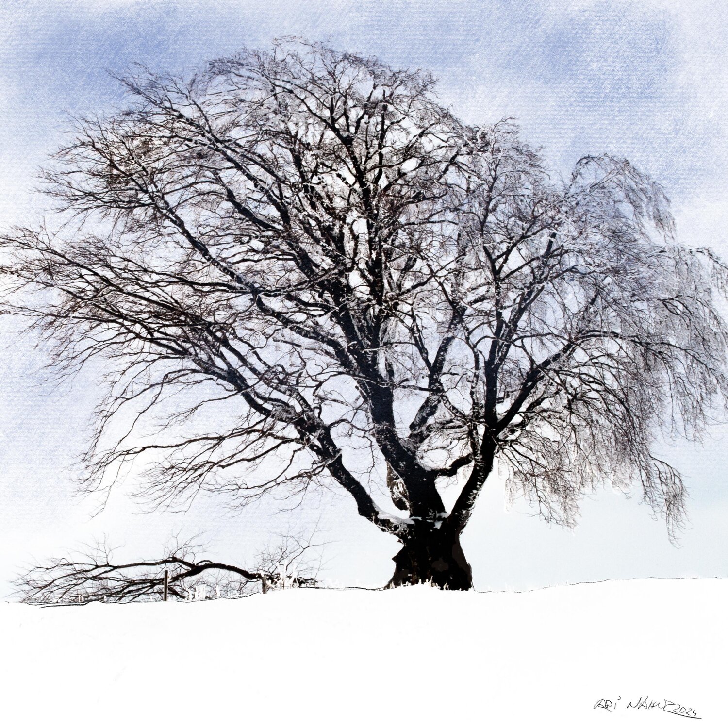 "Alter Baum im Schnee" Ari Nahor