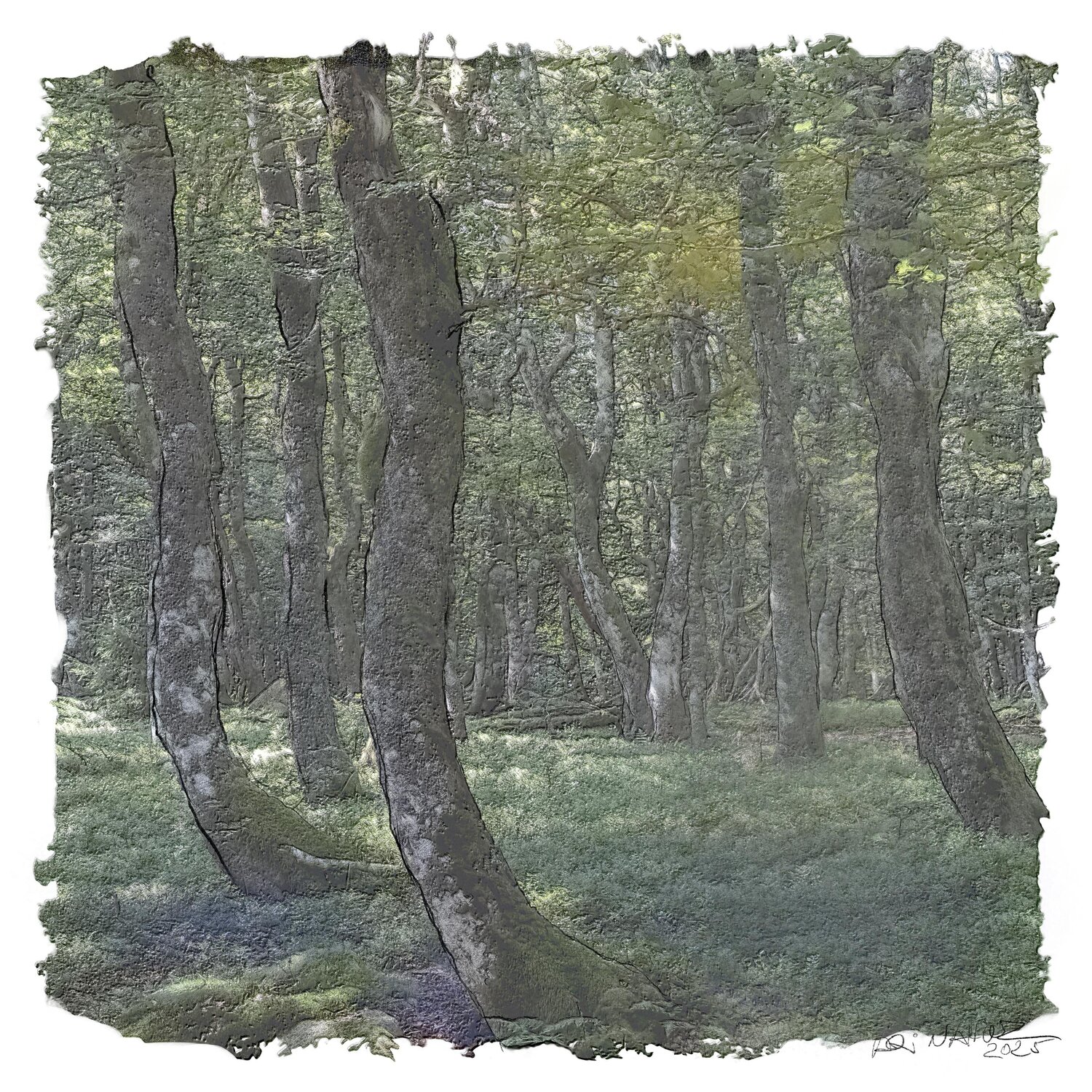 "Forêt des Vosges" Ari Nahor