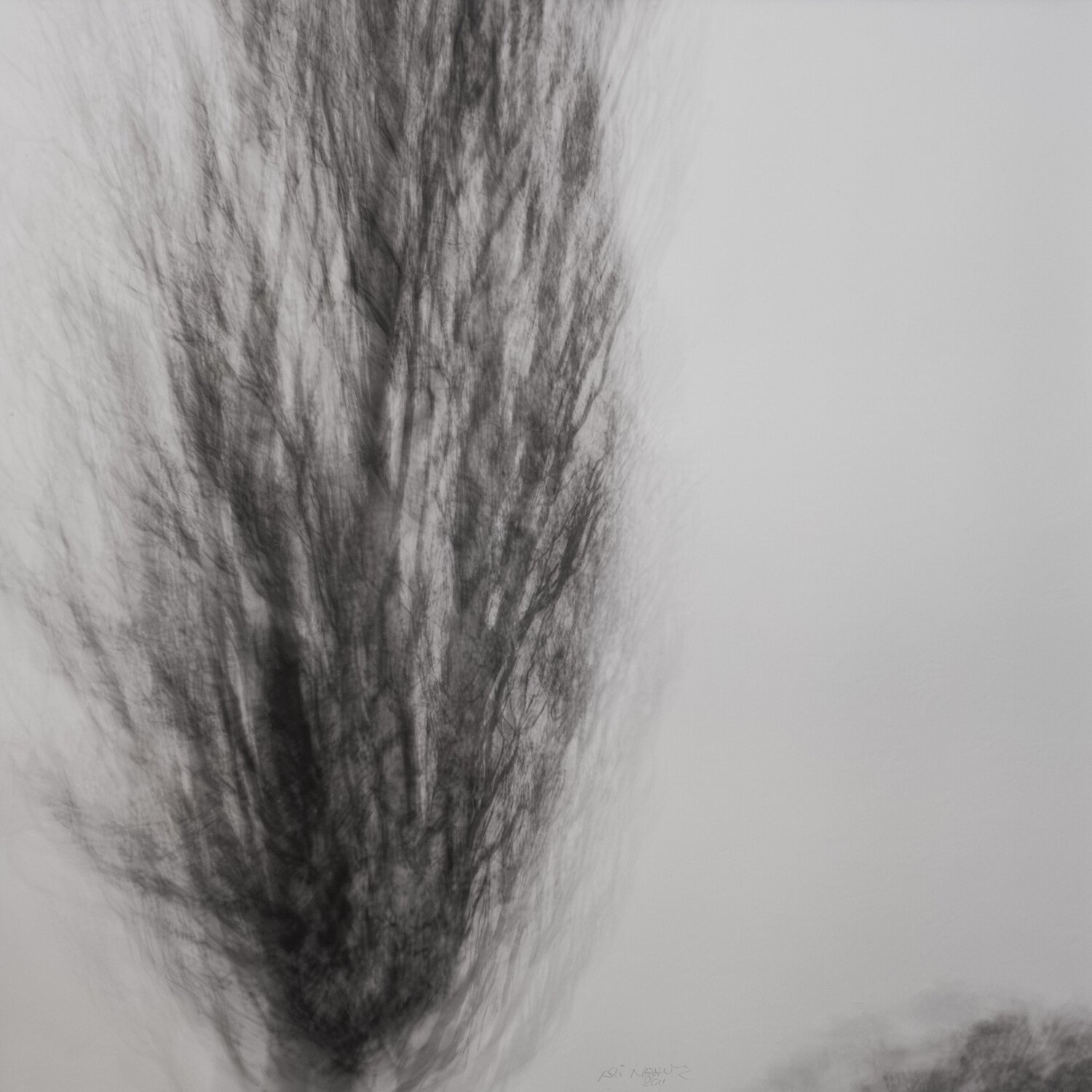 Baum Ari Nahor