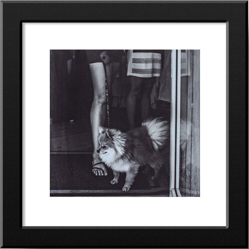 Martha's Vineyard Pomeranian - Original Platinum/Palladium Print di Mark LaRiviere, Fotografia in vendita su Singulart