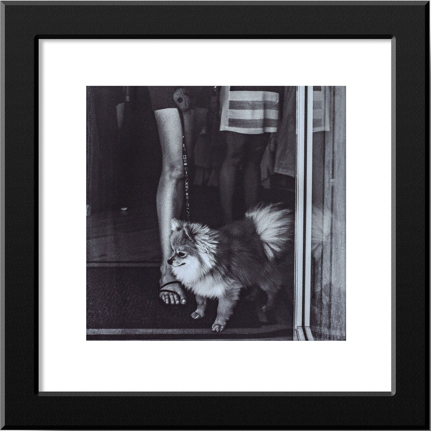 Martha's Vineyard Pomeranian - Original Platinum/Palladium Print Mark LaRiviere Fotografie zu verkaufen