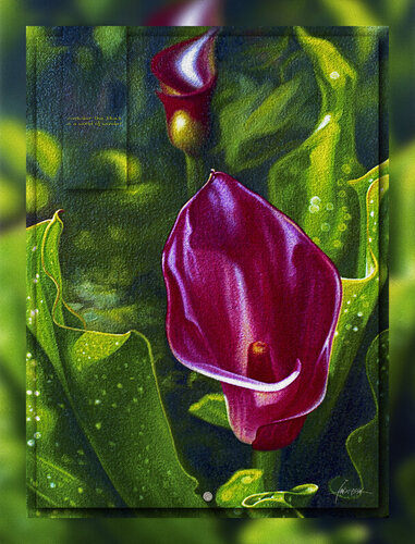 Lily From The Valley 4 - Red Cala Lily - Acrylic Enhanced Giclée Print on Archival Canvas - Limited Edition de Ian Anderson, Impresión a la venta en Singulart