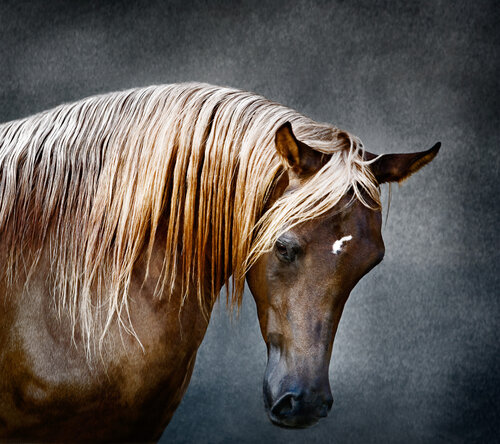 "Sukkar Aezea ", Bay Arabian Horse, 2007 di Tariq Dajani, Fotografia in vendita su Singulart