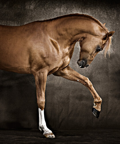 "Ghazal", Chestnut Arabian Horse, 2007 di Tariq Dajani, Fotografia in vendita su Singulart