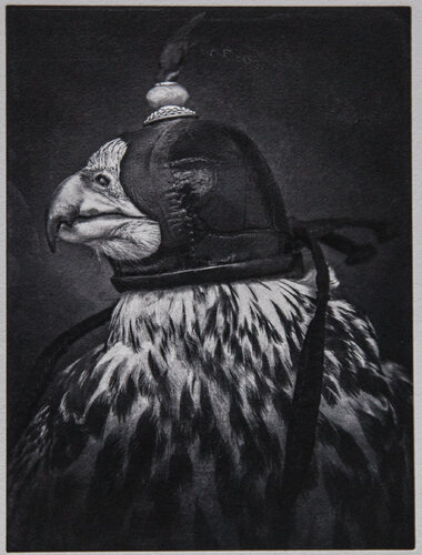 "Saqr", hunting falcon, 2020 (photogravure/photo-etching) van Tariq Dajani, Fotografie te koop op Singulart