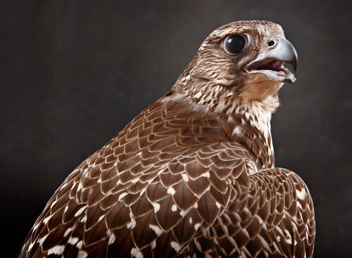 Brown Gyr falcon, 2012 di Tariq Dajani, Fotografia in vendita su Singulart