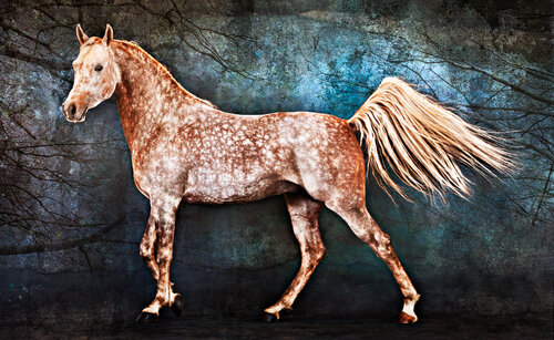"Pegasus (Attar Dirab)", Dappled Arabian Horse, 2021 di Tariq Dajani, Fotografia in vendita su Singulart