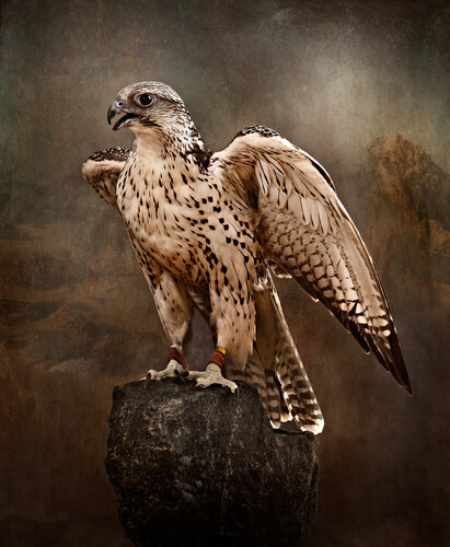 Saker Falcon on Rock, 2023 di Tariq Dajani, Fotografia in vendita su Singulart