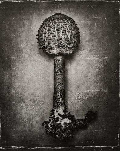 “Fungus”, 2021 (photogravure/photo-etching) von Tariq Dajani, Druck kaufen auf Singulart