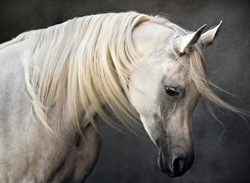 “Sheikha”, Grey Arab Horse, 2008 di Tariq Dajani, Fotografia in vendita su Singulart