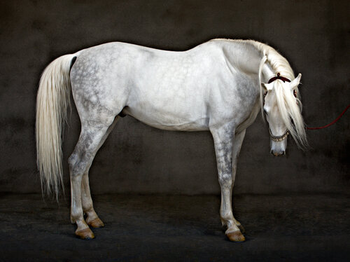 Arabian Horse bowing head, 2007 di Tariq Dajani, Fotografia in vendita su Singulart