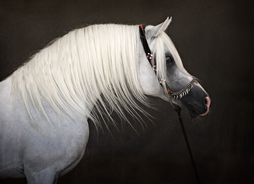 "H'layyil Ramadan", Champion Arabian Stallion, 2008 di Tariq Dajani, Fotografia in vendita su Singulart