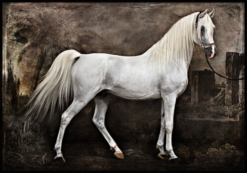"The Andalus Stallion", Grey Arab Horse of Andalusia, 2021 di Tariq Dajani, Fotografia in vendita su Singulart