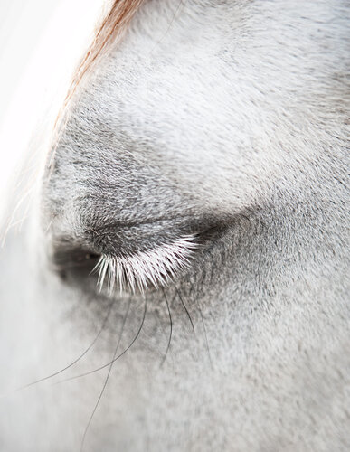 "Sabee - Eyelashes", Grey Arabian Horse, 2010 van Tariq Dajani, Fotografie te koop op Singulart