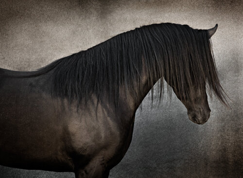 "Bashir" Black Arabian Horse, 2008 di Tariq Dajani, Fotografia in vendita su Singulart