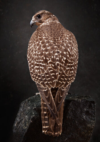 Brown Gyr falcon, 2012 di Tariq Dajani, Fotografia in vendita su Singulart