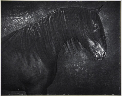 “Bashir”, Arabian Horse, 2020 (photogravure/photo-etching print) von Tariq Dajani, Fotografie kaufen auf Singulart
