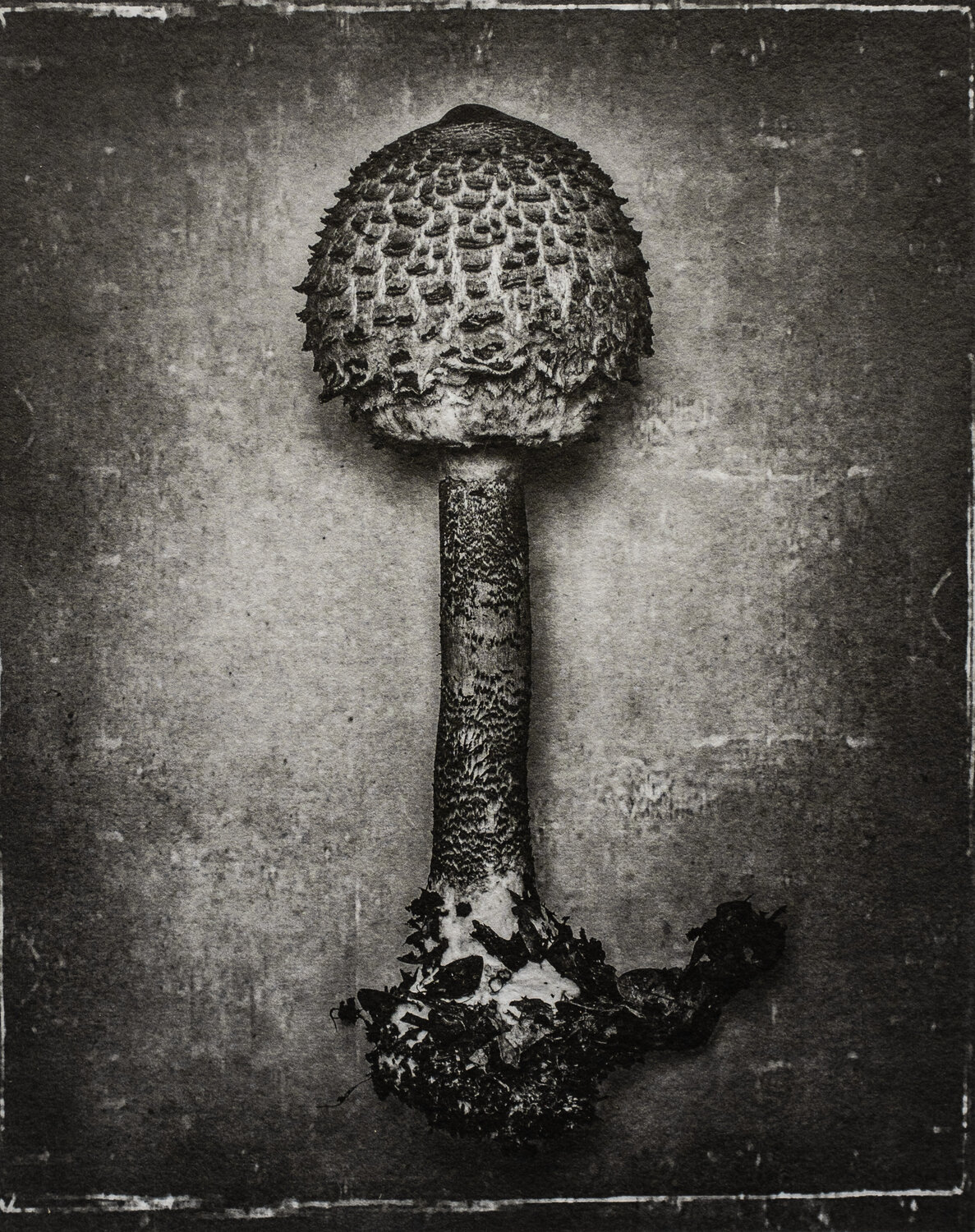 “Fungus”, 2021 (photogravure/photo-etching) Tariq Dajani Druck zu verkaufen