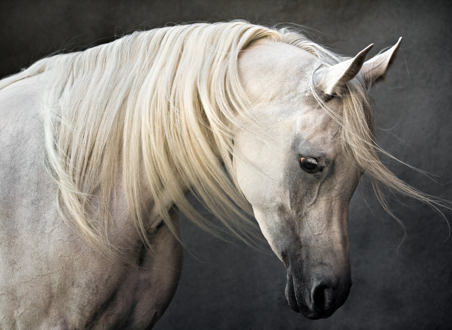 “Sheikha”, Grey Arab Horse, 2008 Tariq Dajani