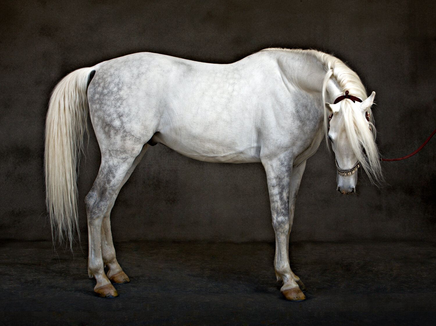 Arabian Horse bowing head, 2007 Tariq Dajani