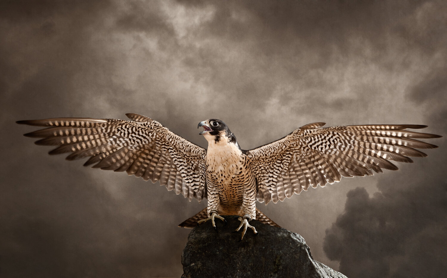 "Wings", Peregrine Falcon (Falco peregrinus), 2011 Tariq Dajani
