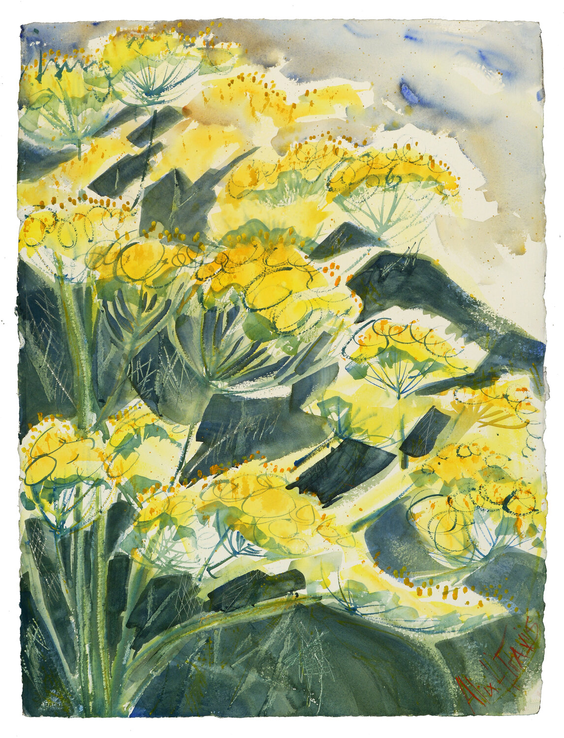 Dill before Mountain Alix Hallman Travis