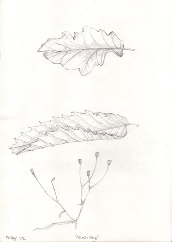 Leaves & Stems von Moorland Productions (Kenneth Hay / Seetha A), Zeichnungen kaufen auf Singulart