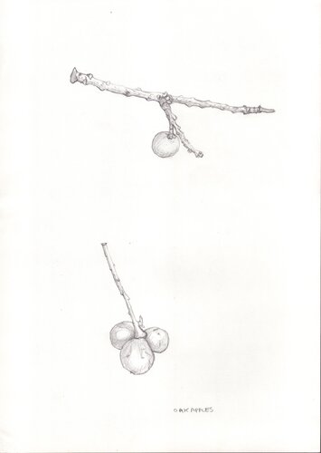Oak Apples de Moorland Productions (Kenneth Hay / Seetha A), Dibujo a la venta en Singulart